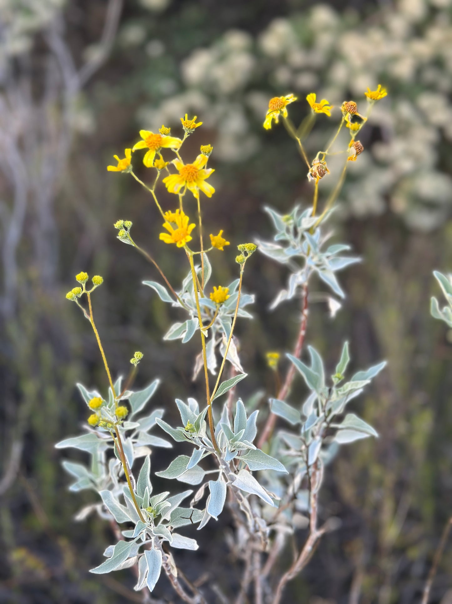 Chaparral Daisies