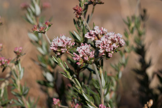 California Buckwheat