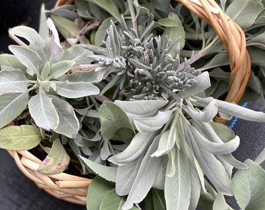 White Sage